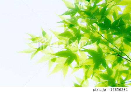 新緑のもみじ 新緑のもみじ 17856231