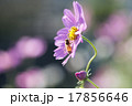 コスモスとたわむれるミツバチ 17856646