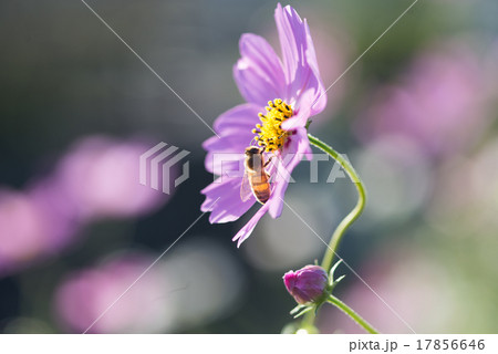 コスモスとたわむれるミツバチ 17856646