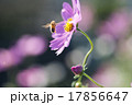 コスモスと飛び立つミツバチ 17856647