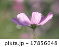 逆光線で花びらが透けた コスモス　A 17856648