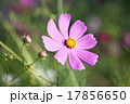 コスモス 17856650
