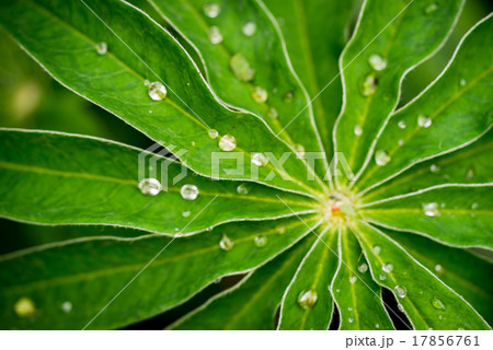 Green Lupin Flower Leaf with Multiple Waterdrops 17856761