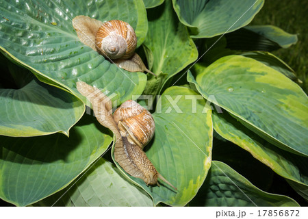 Two garden snail on green and yellow hosta leaves 17856872