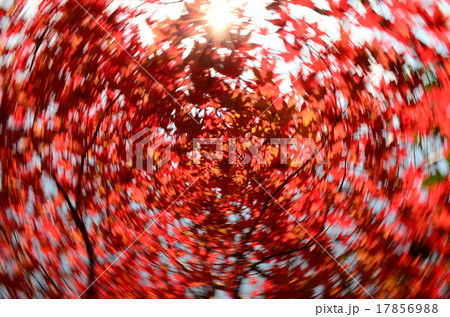 ざわめく紅葉イメージ 17856988