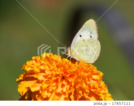 モンキチョウ橙色の花の上左向き モンキチョウ橙色の花の上左向き 17857111