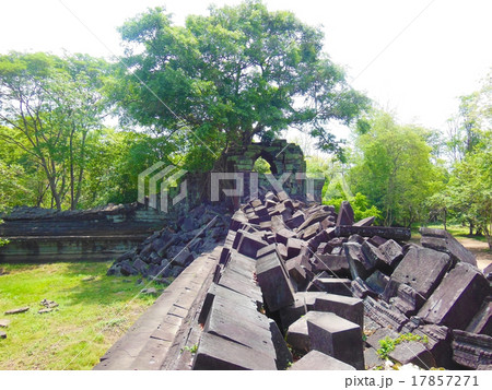 ベンメリア 17857271