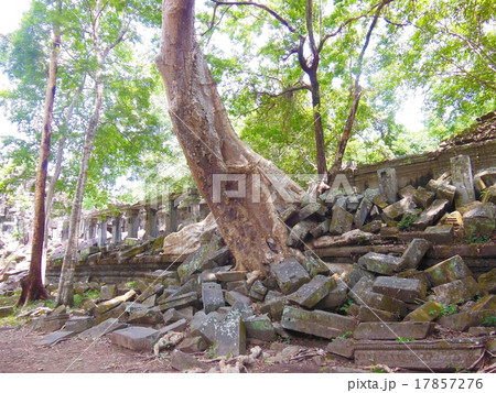 ベンメリア 17857276