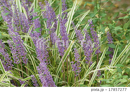 藪らん　花紫色 17857277