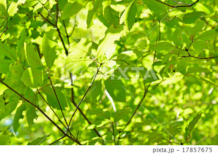 樹木：メグスリノキ　カエデ科 17857675