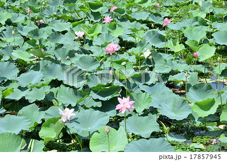 ハス畑 ハス畑 17857945