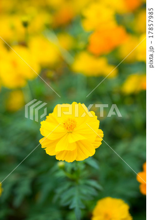キバナコスモス（ロード　イエロー） 17857985