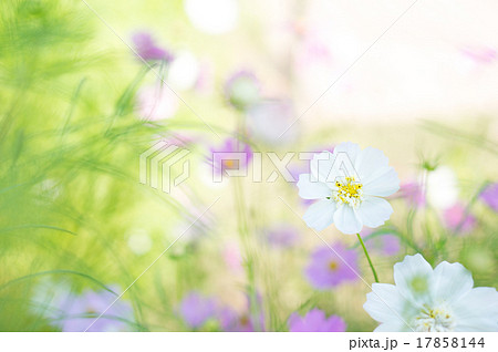 コスモス畑（ダブルカーネーション） 17858144