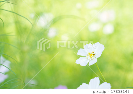 コスモス畑（ダブルカーネーション） 17858145