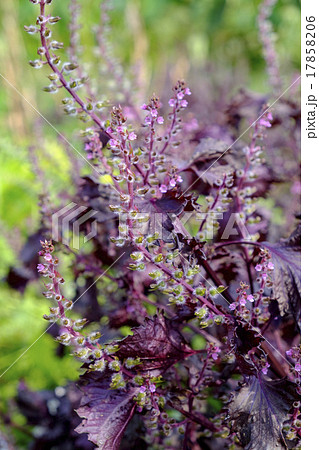 赤ジソの花と実 赤ジソの花と実 17858206