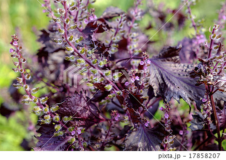 赤ジソの花と実 17858207
