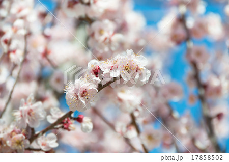 薄いピンクの梅の花の写真素材