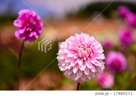 広島県世羅高原農場 17860271