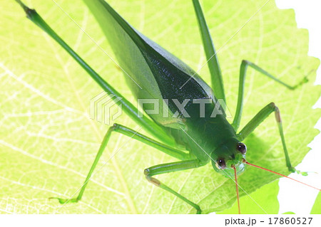 ツユムシ 17860527