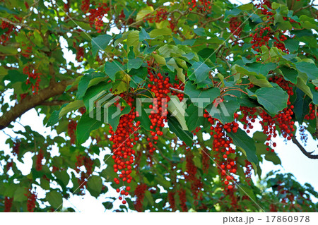 樹木：イイギリ　イイギリ科 17860978