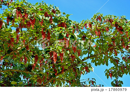 樹木：イイギリ　イイギリ科 17860979