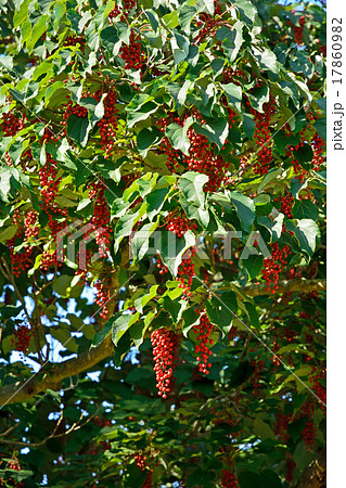 樹木：イイギリ　イイギリ科 17860982