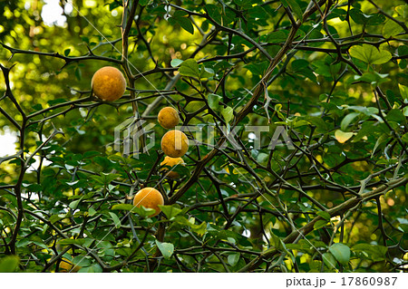 樹木 カラタチ ミカン科の写真素材