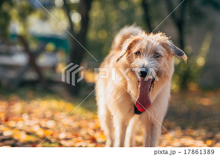 Irish Wolfhound standing on the grass 17861389