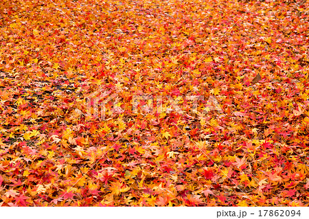 紅葉のじゅうたん 17862094