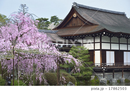 平安神宮神苑 春 尚美館　桜 17862503