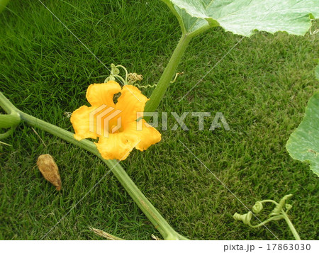 ハロインに合わせた三陽メデアフラワーミュージアムのジャンボカボチャの花 ハロインに合わせた三陽メデアフラワーミュージアムのジャンボカボチャの花 17863030