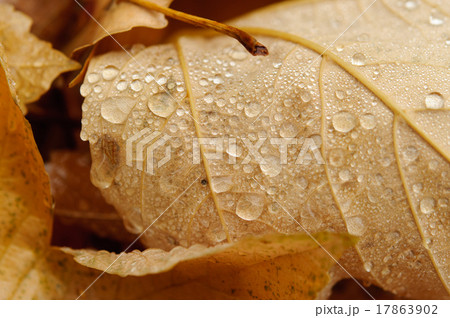 autumn leaves autumn leaves 17863902