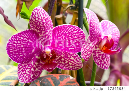 orchid flower orchid flower 17865084