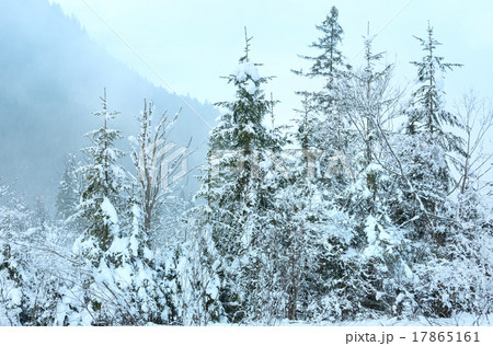 Snowy fir trees. Snowy fir trees. 17865161