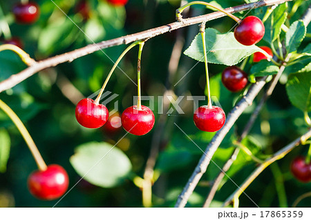 several red cherry on tree branch 17865359