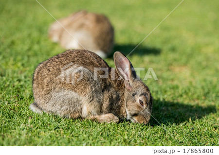 Young puppy Jack rabbit hare wild bunny 17865800