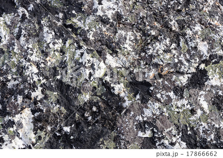 Crustose lichen background 17866662