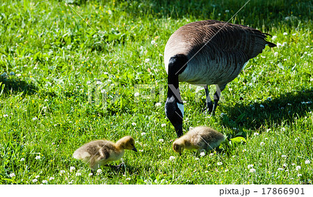 Single Canada Goose with two goslings in grass 17866901