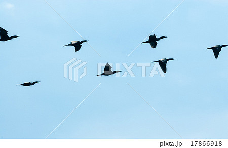 Flock of black cormorants flying across sky 17866918
