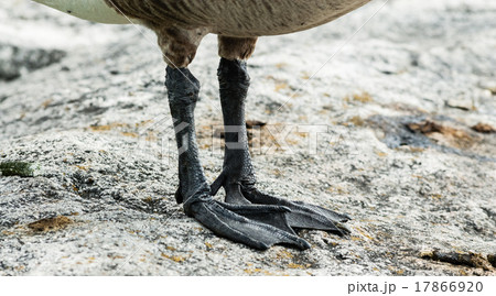 Canada Goose feet and claws detail on rock 17866920