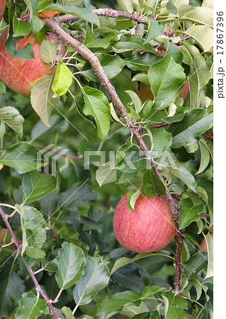 サンふじ 17867396