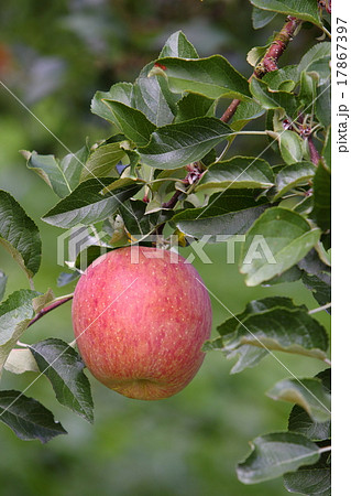 サンふじ 17867397