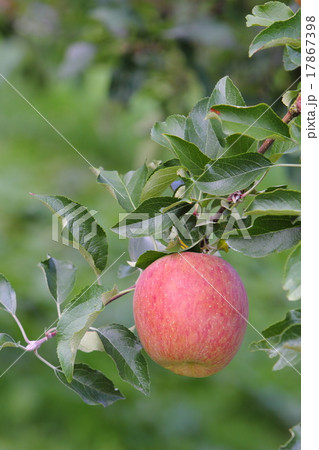 サンふじ 17867398