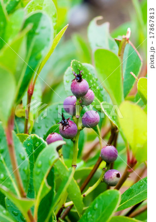 マルバシャリンバイの実の写真素材