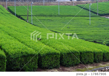 茶畑 17867906