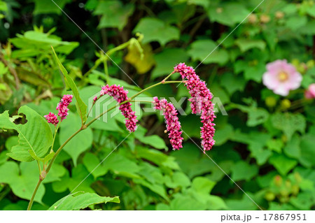 植物：オオケタデ　タデ科 17867951