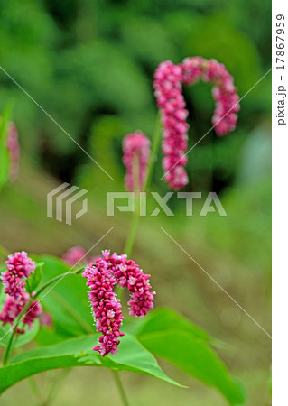 植物 オオケタデ タデ科の写真素材