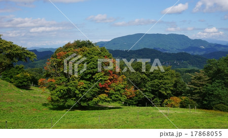 池田町大峰カエデ 池田町大峰カエデ 17868055