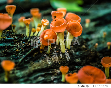 mushroom champagne mushroom champagne 17868670
