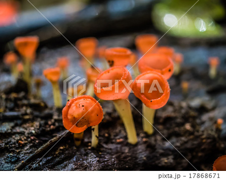 mushroom champagne 17868671